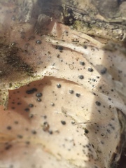 Pleomassariaceae