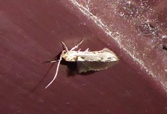 Stathmopoda plumbiflua