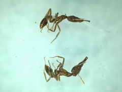Strumigenys formosensis