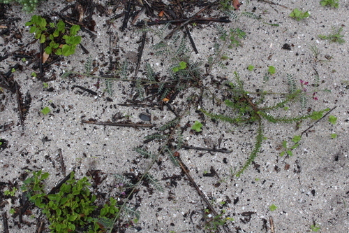Image of Lessertia argentea by no rights reserved