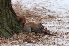Tamiasciurus hudsonicus loquax