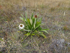Celmisia spectabilis magnifica