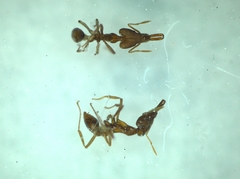 Strumigenys formosensis