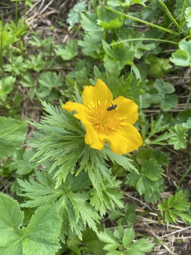 Trollius ranunculinus (Trollius ranunculinus)