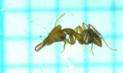 Strumigenys formosensis