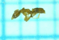 Hypoponera