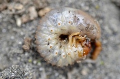 Pericoptus