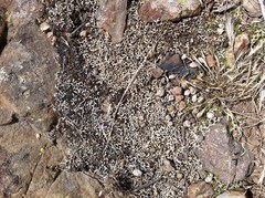 Selaginella cinerascens