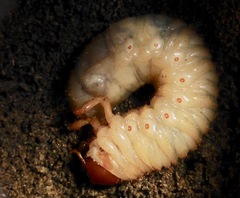 Pericoptus