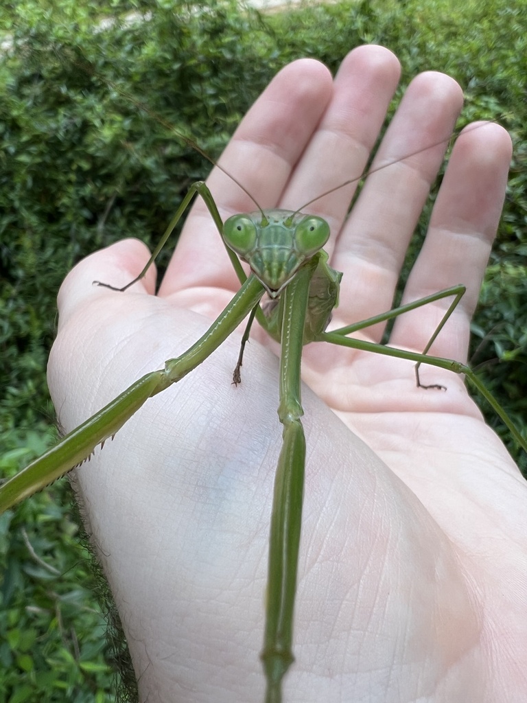 Chinese Mantis in September 2023 by mywildbackyard · iNaturalist