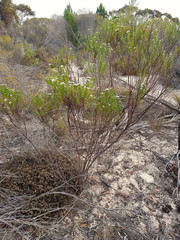 Olearia passerinoides