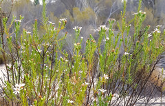 Olearia passerinoides