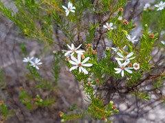 Olearia passerinoides