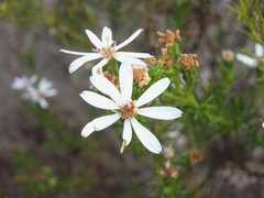 Olearia passerinoides