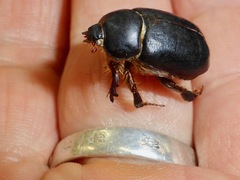 Pericoptus