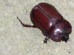 Heterogomphus bourcieri