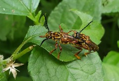 Acyphoderes aurulenta