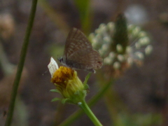 Leptotes andicola