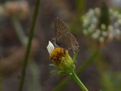 Leptotes andicola