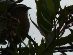 Conirostrum cinereum