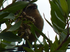 Conirostrum cinereum
