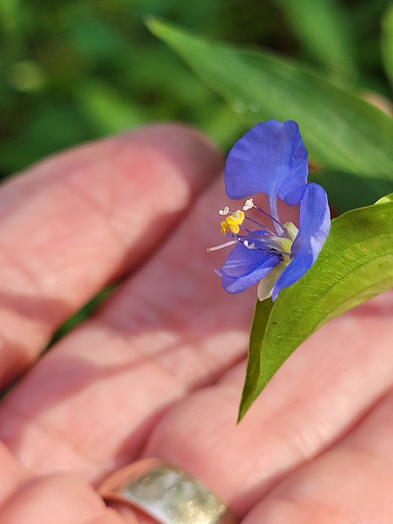 Commelina diffusa var. gigas