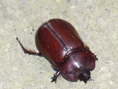 Heterogomphus bourcieri