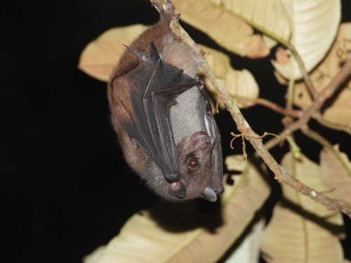 Swift Fruit Bat (Thoopterus nigrescens) — Least Concern Mammalia