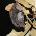 Swift Fruit Bat - Photo (c) Farhan Adyn, some rights reserved (CC BY-NC), uploaded by Farhan Adyn