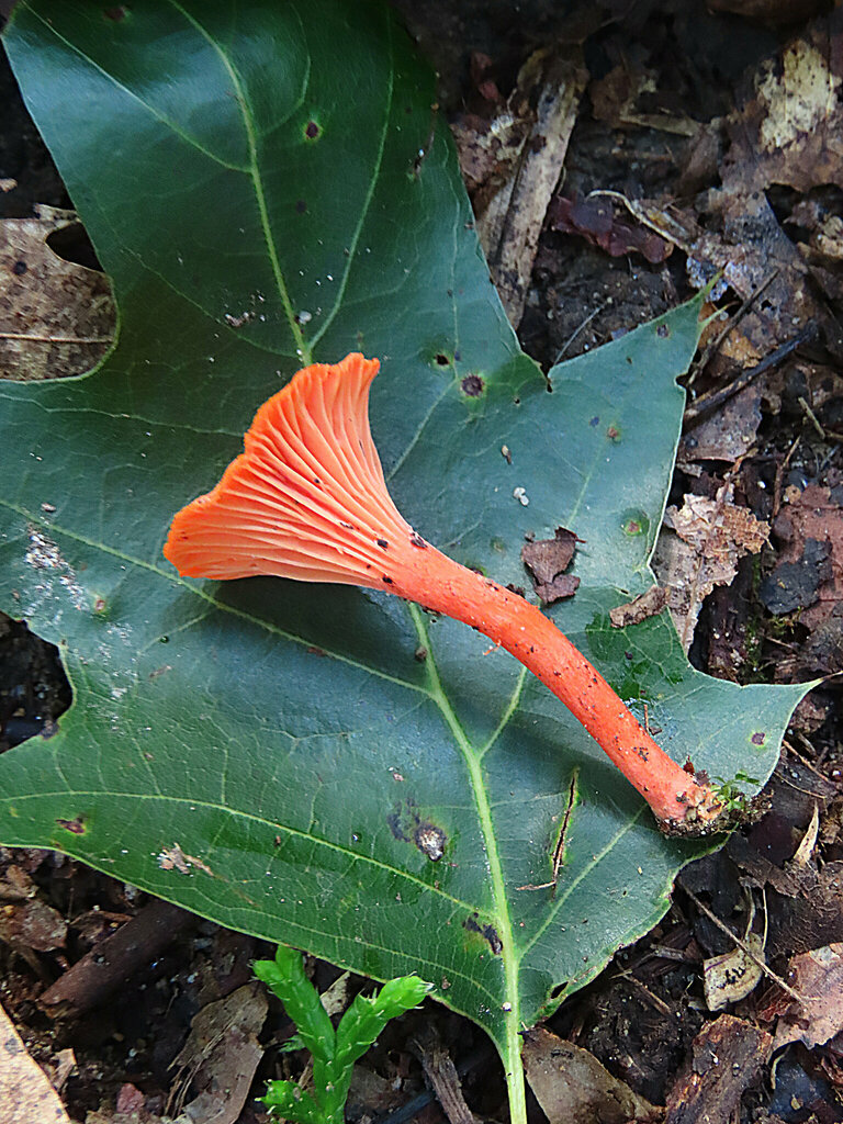 Red Chanterelle from Dauphin County, PA, USA on September 12, 2023 at