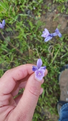 Dipterostemon capitatus