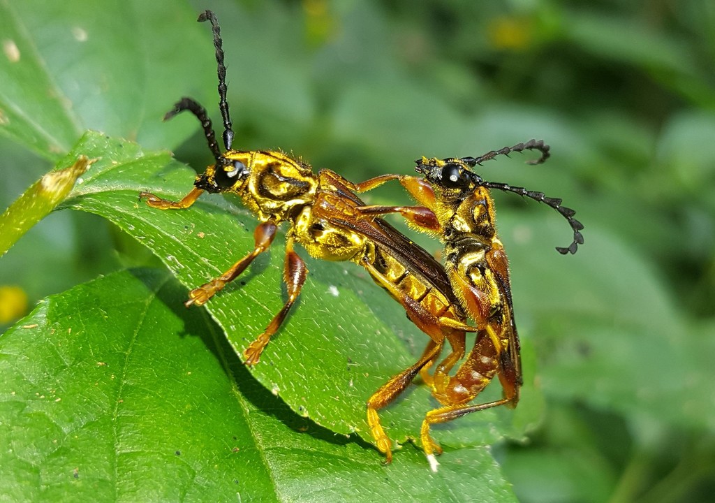 Acyphoderes aurulenta