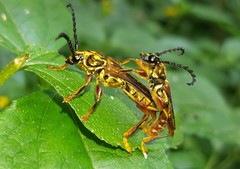 Acyphoderes aurulenta