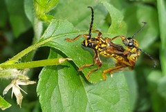 Acyphoderes aurulenta