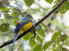 Sumatran Trogon photo 2