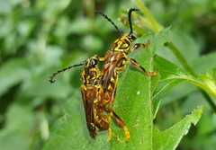 Acyphoderes aurulenta