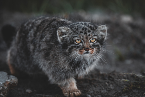 Pallas' Cat