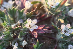 Langloisia setosissima