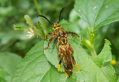 Acyphoderes aurulenta
