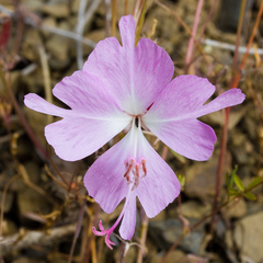 Clarkia breweri