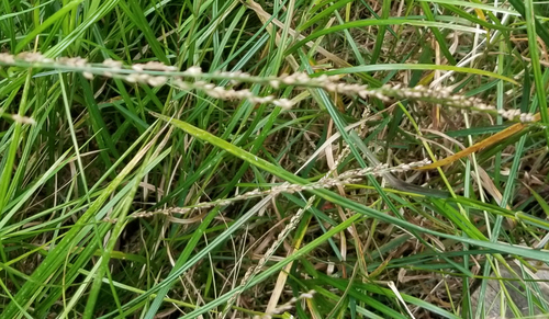 melic mannagrass (Glyceria melicaria)