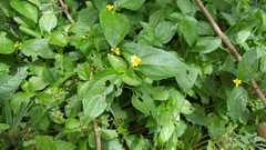 Acyphoderes aurulenta