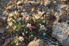 Langloisia setosissima