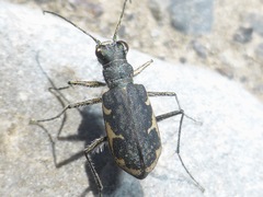 Zecicindela helmsi