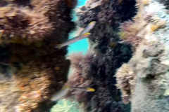 Trachinops noarlungae