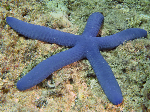 Blue Linckia, photo 5 of 7