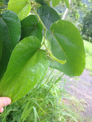 Trichospermum pleiostigma