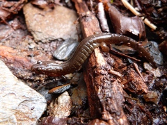 Desmognathus imitator