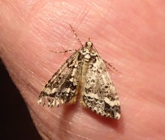 Pseudocoremia leucelaea