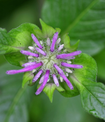 Monarda × medioides